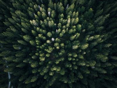 航空摄影的绿叶的树木
